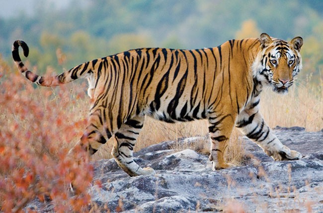 01-Tiger-in-Pench-National-Park-864a1819ee